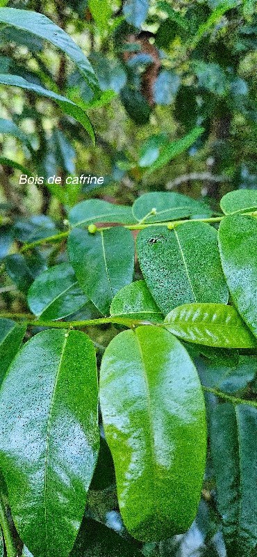 1 Phyllanthus phillyreifolius Bois de cafrine Phyllanthaceae ENDEMIQUE LA REUNION, MAURICE