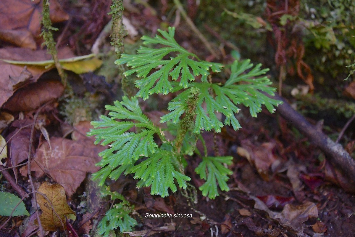 2 Selaginella sinuosa Selaginellaceae ENDEMIQUE LA REUNION