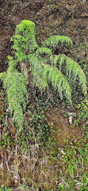 26 Sphenomeris chinensis Lindsaeceae INDIGENE LA REUNION