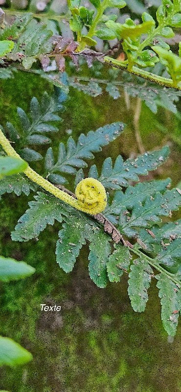 30 Pityrogramma calomelanos var aureoflava FOUGERE d OR Pteridaceae AMPHINATURALISE ENVAHISSANT
