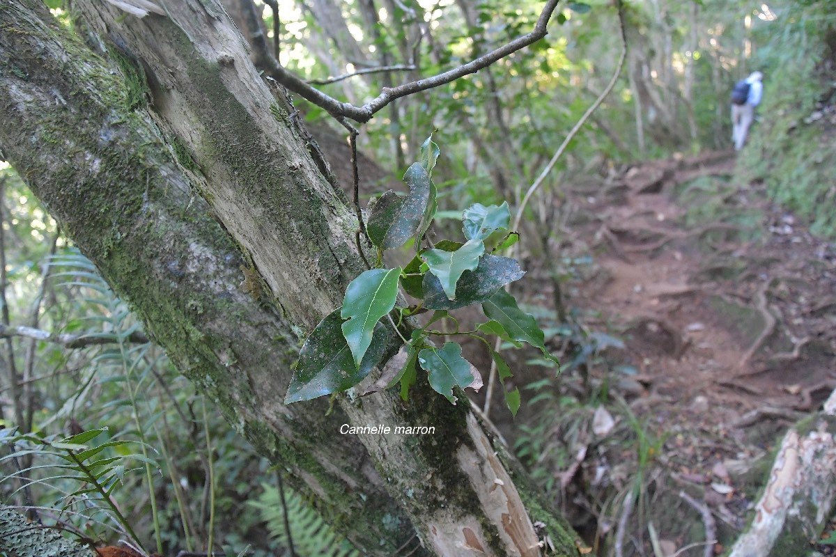 38 Ocotea obtusata Cannelle marron Lauraceae ENDEMIQUE LA REUNION, MAURICE