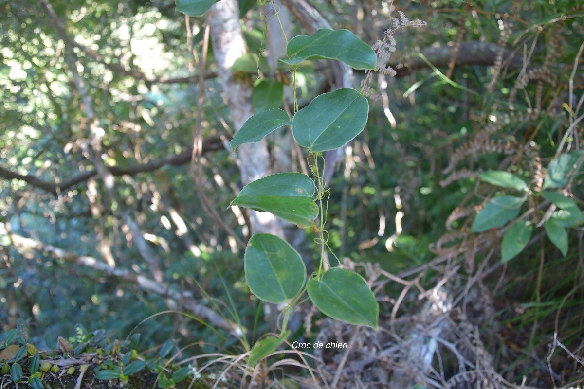 39 Smilax telfaireana (anceps)  Croc de chien Smilacaceae INDIGENE LA REUNION 