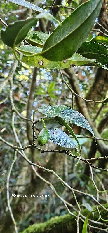 45 Maillardia borbonica Bois de maman Moraceae ENDEMIQUE LA REUNION 