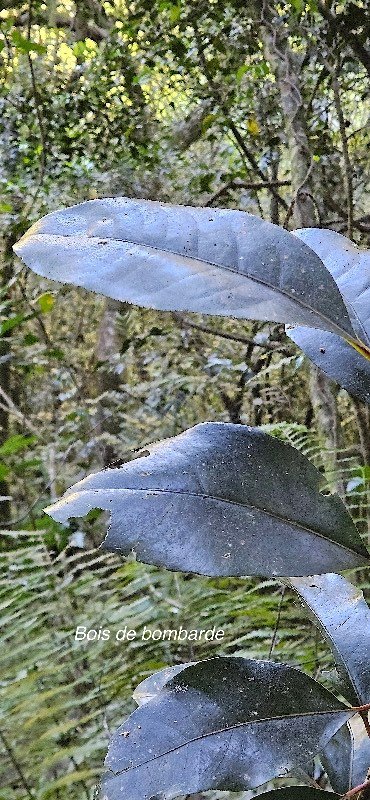5 Tambourissa crassa Bois de bombarde Monimiaceae ENDEMIQUE LA REUNION