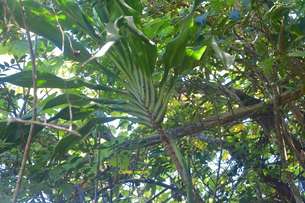 52 Cordyline mauritiana Canne marron Asparagaceae ENDEMIQUE LA REUNION, MAURICE
