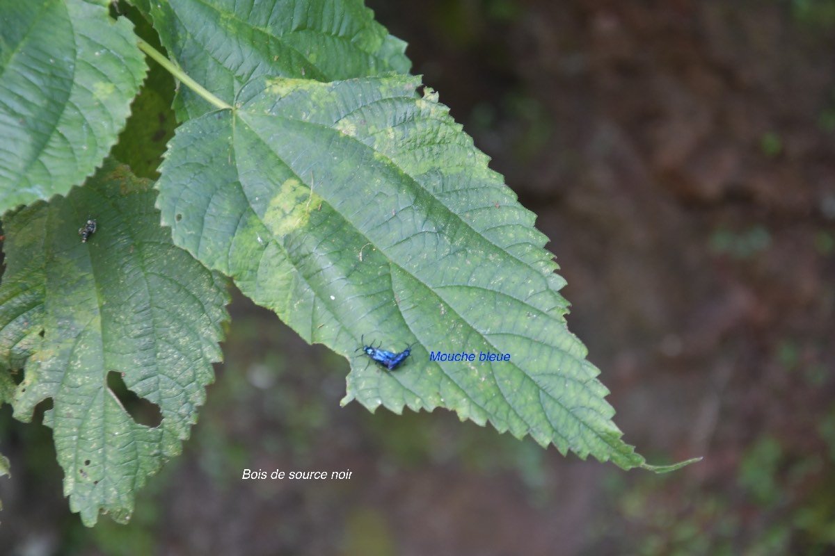 57 Boehmeria macrophylla Bois de source noir Urticeceae CRYPTOGENE ?