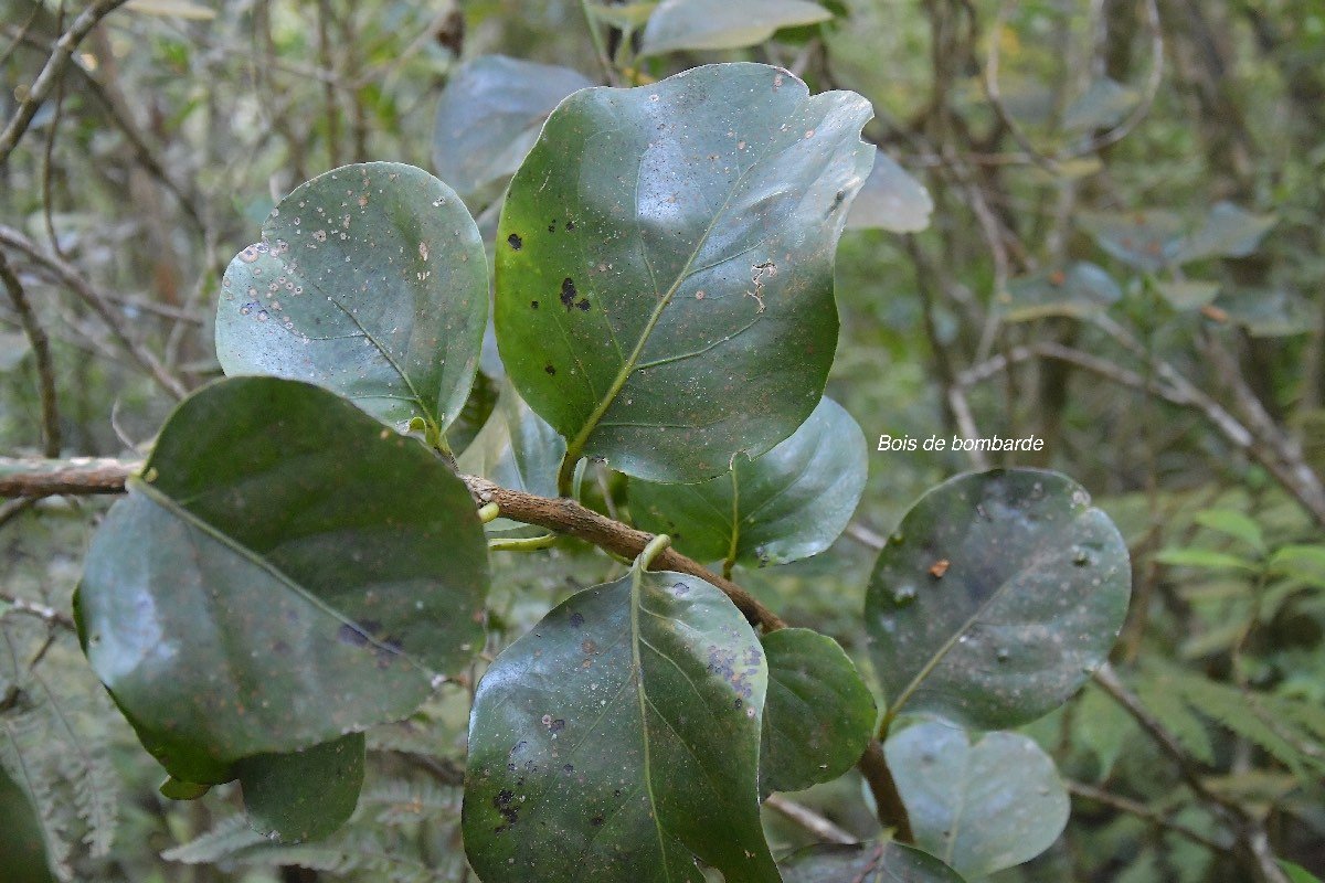 6 Tambourissa crassa Bois de bombarde Monimiaceae ENDEMIQUE LA REUNION 