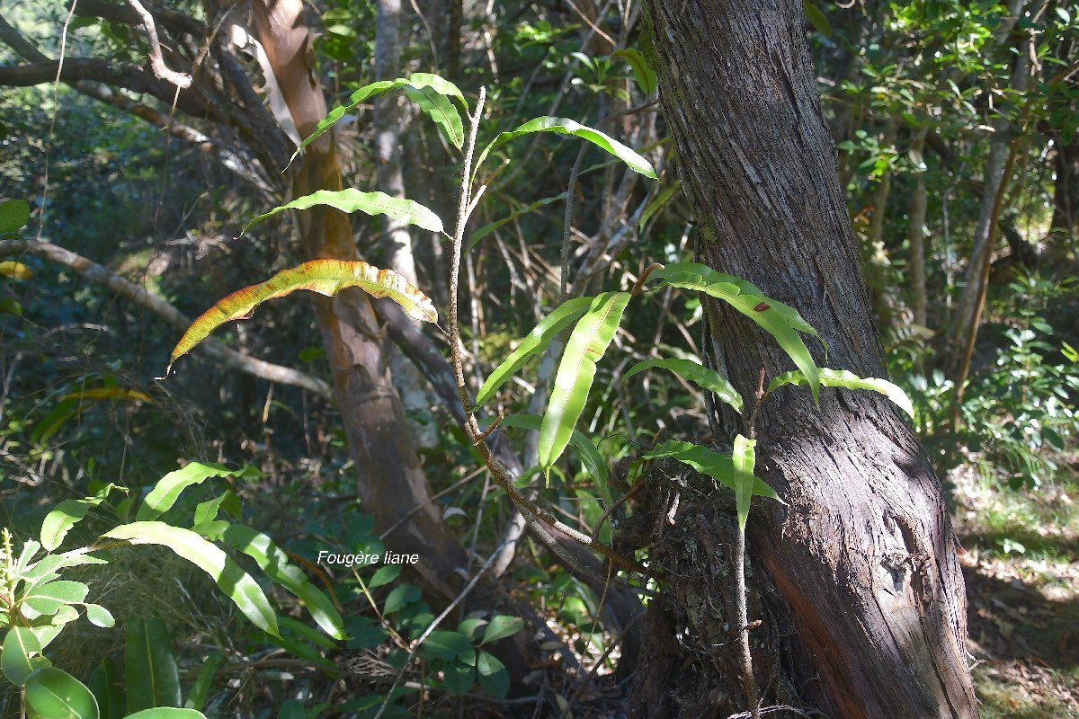 9 Oleandra distenta FOUGERE liane Oleandraceae INDIGENE LA REUNION