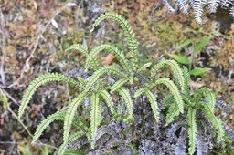 Adiantum hispidulum - ADIANTHACEAE - Indigène Réunion, Maurice, Rodrigues - 