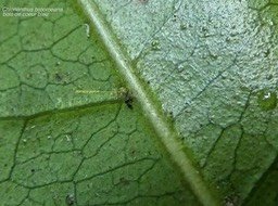 Chionanthus broomeana. bois de coeur bleu.oleaceae.endémique Réunion.P1820128