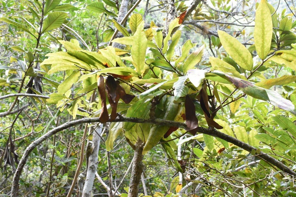 Cnetis glabra - Mafatembois - CONNARACEAE - Indigène Réunion - 