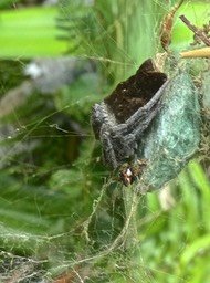 Cyrtophora citricola.épeire de l'opuntia. araneidae.P1810918