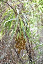 Dracaena reflexa - Bois de chandelle - ASPARAGACEAE - Indigène Réunion - 