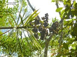 Dracaena reflexa.bois de chandelle.asparagaceae.indigène Réunion.P1820197