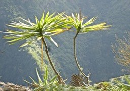 Dracaena reflexa.bois de chandelle.asparagaceae.indigène Réunion.P1820079