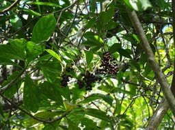 Embellia angustifolia - Liane savon - MYRSINACEAE - Endémique Réunion, Maurice - 