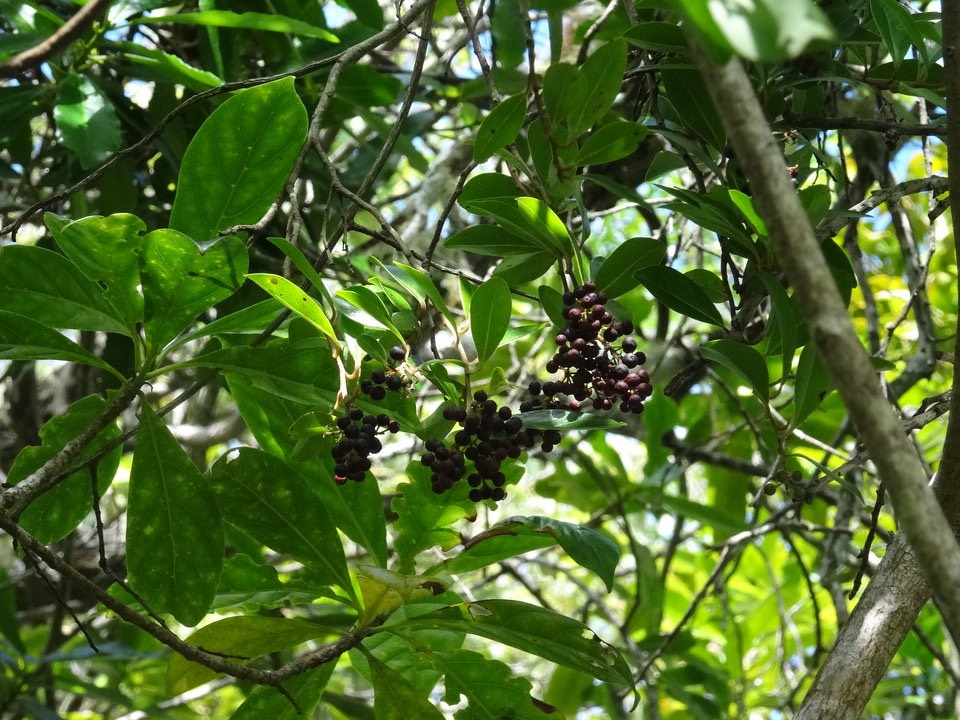 Embellia angustifolia - Liane savon - MYRSINACEAE - Endémique Réunion, Maurice - 