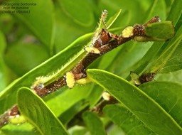 Grangeria borbonica.bois de punaise. (poils et stipules )chrysobalanaceae.endémique Réunion Maurice.P1810794