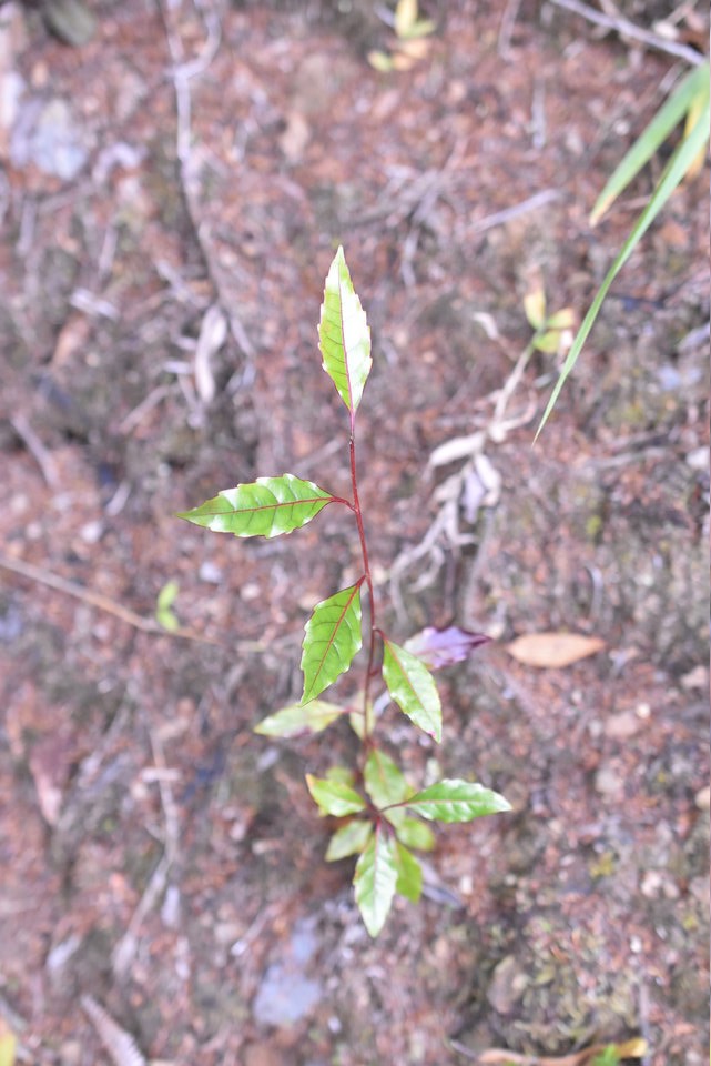 Homalium paniculatum - Corce blanc (juvénile) - SALICACEAE - Endémique Réunion, Maurice - 