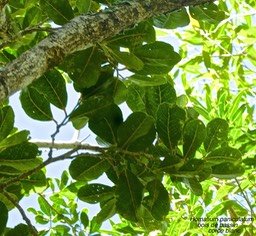 Homalium paniculatum.corce blanc.bois de bassin.salicaceae.endémique Réunion Maurice.P1810846