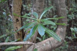 Hugonia serrata - Liane de clef - LINACEAE - Endémique Réunion, Maurice - 
