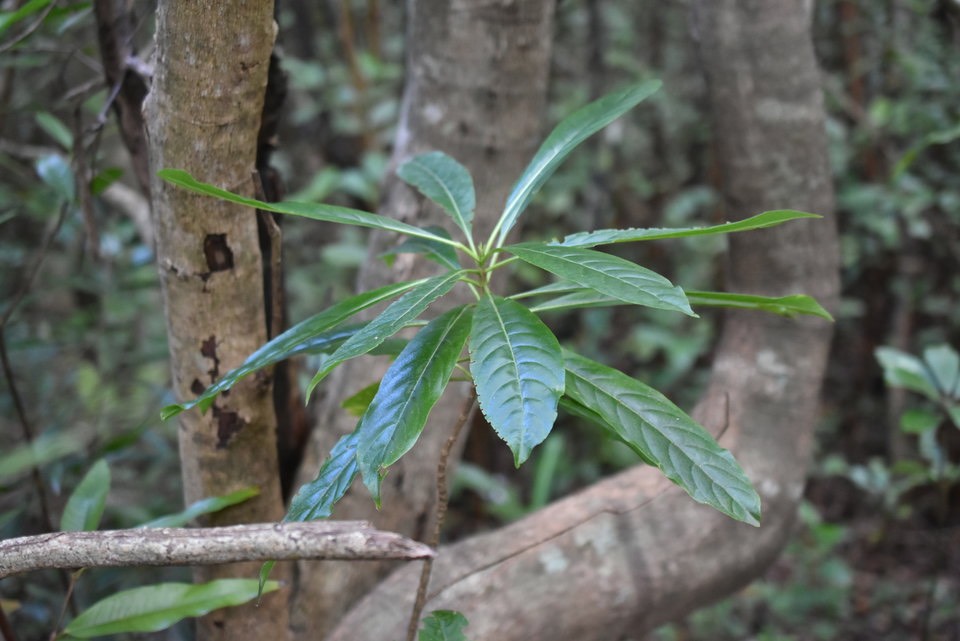 Hugonia serrata - Liane de clef - LINACEAE - Endémique Réunion, Maurice - 
