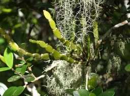 Korthalsella opuntia - SANTALACEAE - Indigène Réunion - 