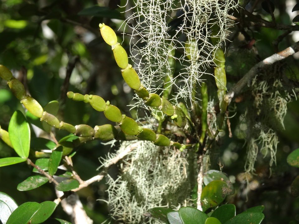 Korthalsella opuntia - SANTALACEAE - Indigène Réunion - 