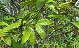 Memecylon confusum.bois de balai.melastomataceae.endémique réunion.P1810767
