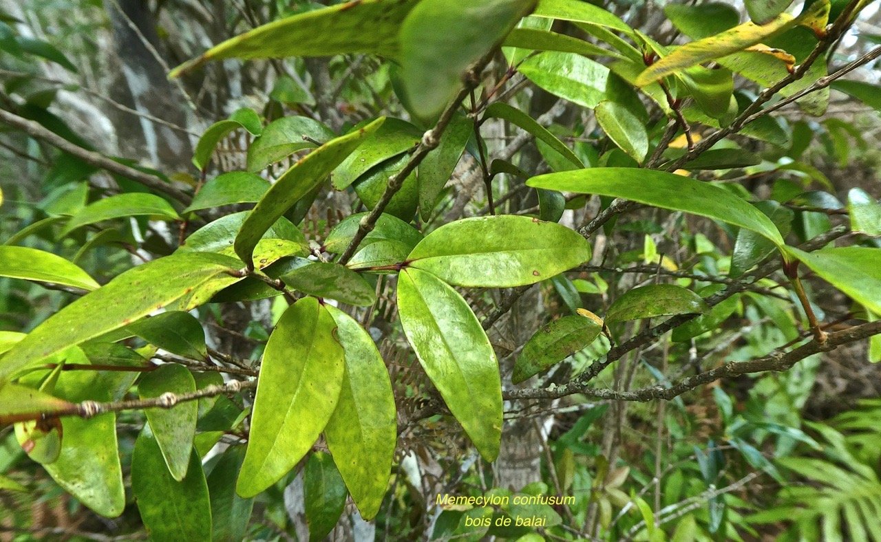 Memecylon confusum.bois de balai.melastomataceae.endémique réunion.P1810767