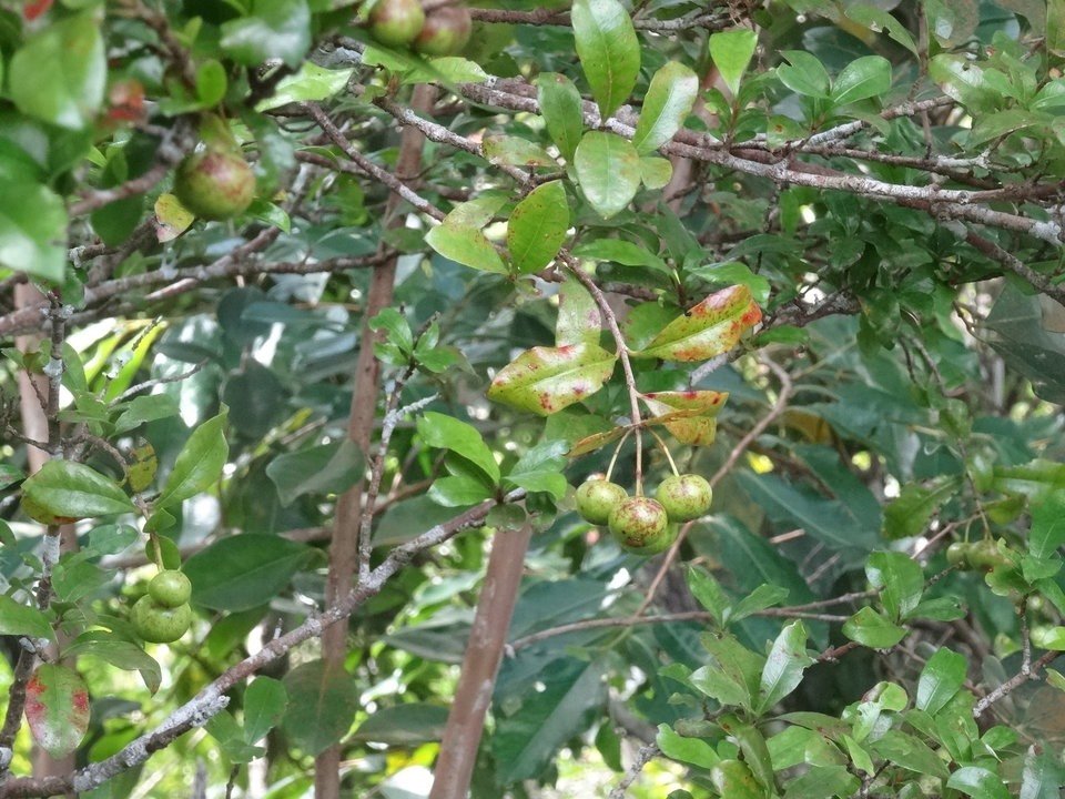 Myonima obovata - Prune rat - RUBIACEAE - Endémique Réunion, Maurice - 