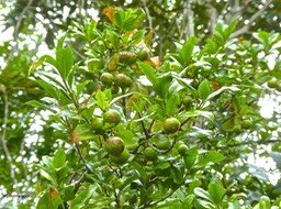 Myonima obovata. bois de prune rat.rubiaceae.endémique réunion Maurice .