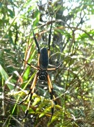 Nephila inaurata .bibe.nephilidae. P1810742