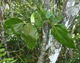 Ocotea obtusata.cannelle marron.lauraceae.endémique Réunion Maurice.P1810897