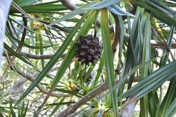 Pandanus sylvestris  - Petit vacoa - PANDANACEAE - Endémique Réunion - 