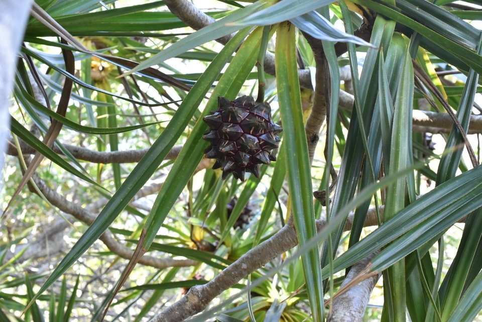 Pandanus sylvestris  - Petit vacoa - PANDANACEAE - Endémique Réunion - 