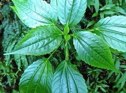 Pilea lucens.urticaceae.P1810695