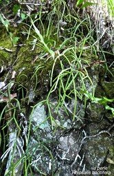 Rhipsalis baccifera.la perle.cactaceae.indigèneRéunion.P1810683