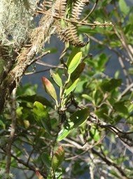 Secamone dilapidans - Liane de lait - APOCYNACEAE - Endémique Réunion, Maurice