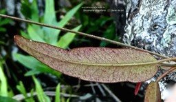 Secamone dilapidans.liane de lait.(face inférieure de la feuille).apocynaceae.endémique Réunion Maurice.P1810705