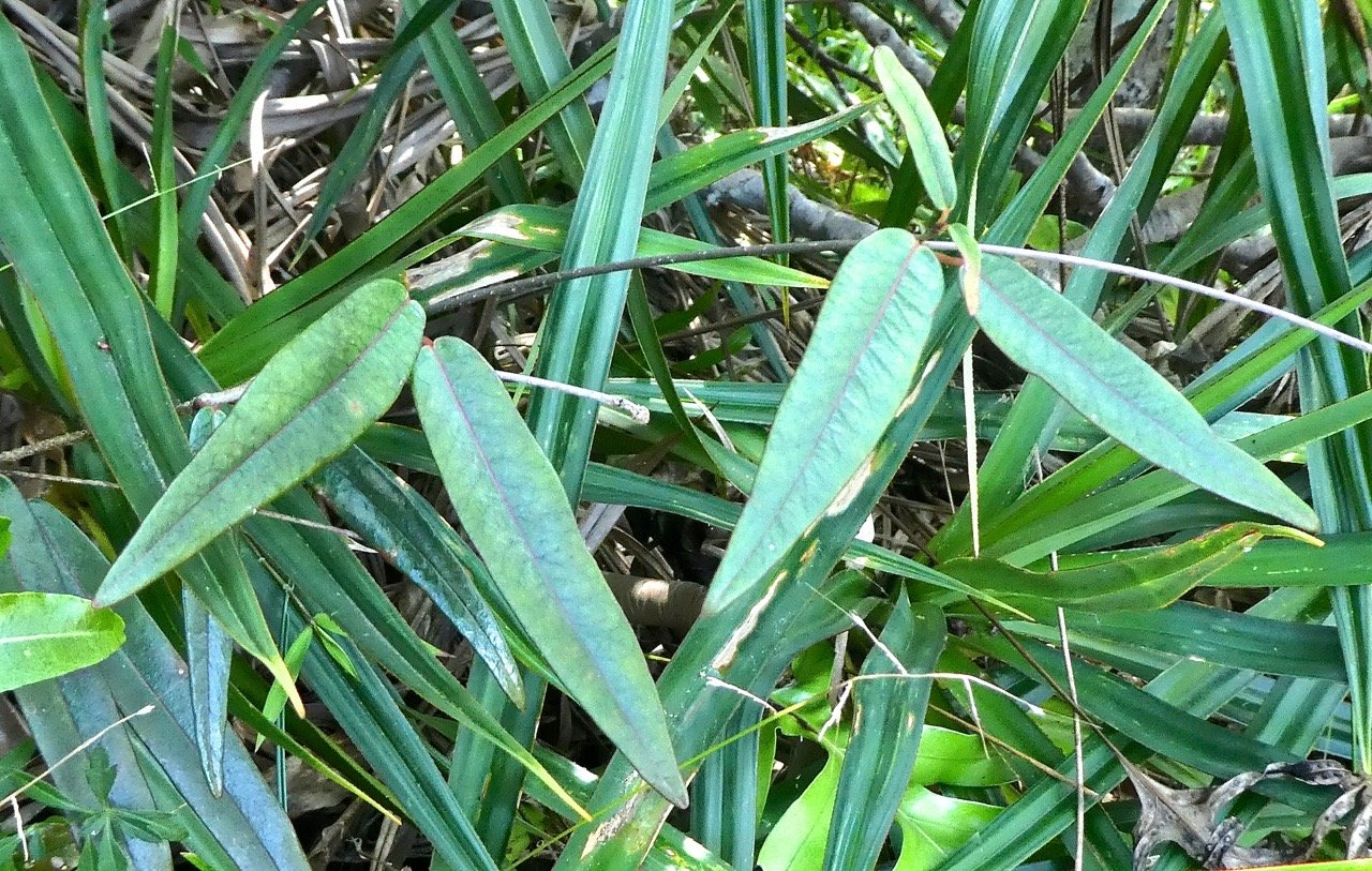 Secamone dilapidans.liane de lait.apocynaceae.endémique Réunion Maurice.P1810700