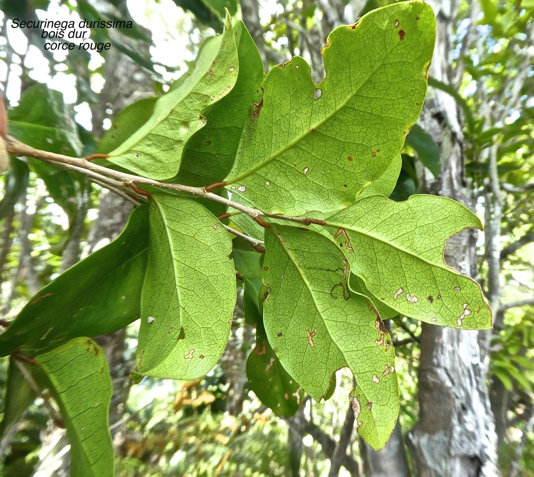 Securinega durissima.corce rouge.bois dur.phyllanthaceae.indigène Réunion.