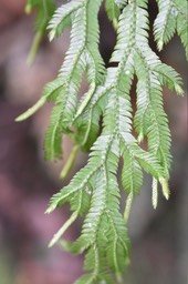 Selaginella sinuosa - SELAGINELLACEAE - Endémique Réunion, Maurice - 