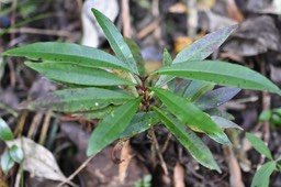 Syzygium sp - Bois de pomme (juvénile) - MYRTACEAE - 