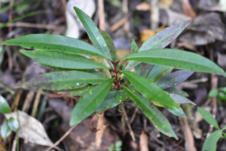 Syzygium sp - Bois de pomme (juvénile) - MYRTACEAE - 
