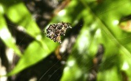 Telacantha brevispina.araignée cerf volant.araneidae.P1810645