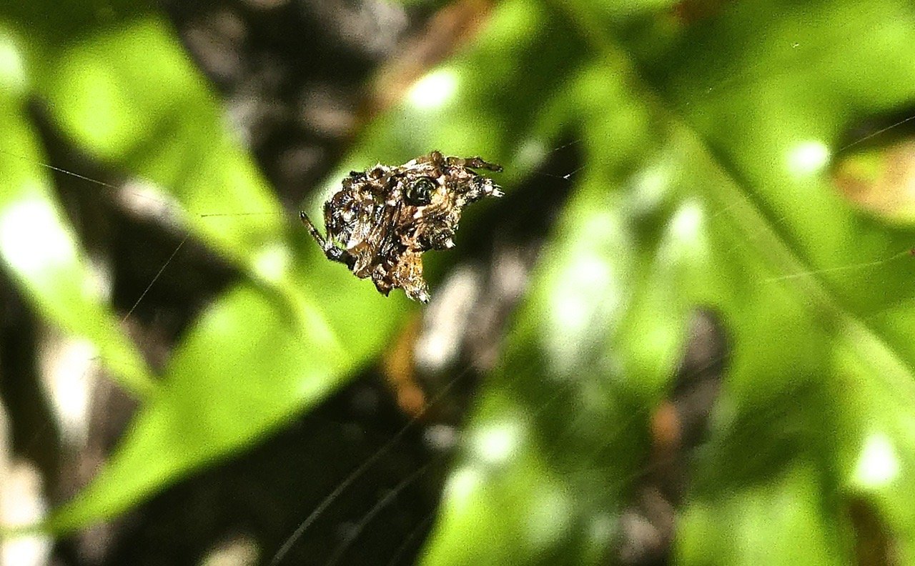 Telacantha brevispina.araignée cerf volant.araneidae.P1810645
