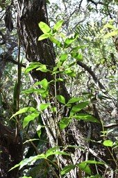 Vepris lanceolata - Patte poule St Leu - RUTACEAE - Indigène Réunion -