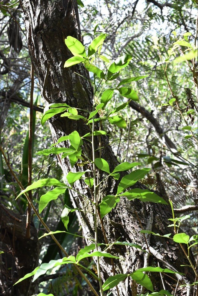 Vepris lanceolata - Patte poule St Leu - RUTACEAE - Indigène Réunion -