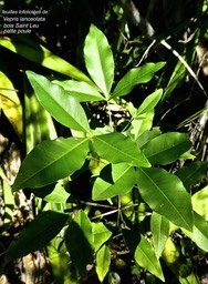 Vepris lanceolata .bois Saaint Leu.patte poule.rutaceae.indigène Réunion.P1810669